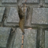 Thumbnail of related posts 169