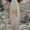 Thumbnail of related posts 148