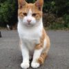 Thumbnail of related posts 133