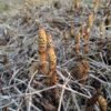 Thumbnail of related posts 033