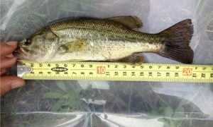 Thumbnail of post image 183