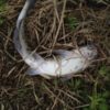 Thumbnail of related posts 154