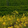 Thumbnail of related posts 071
