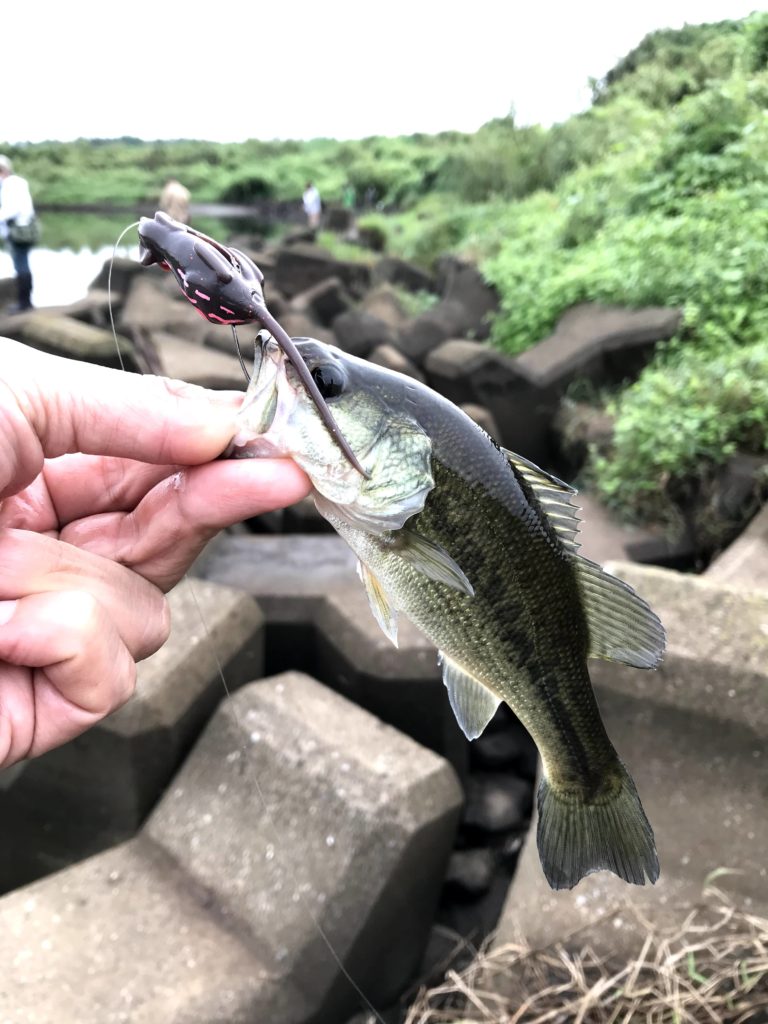 September 27, 2020【Fishing: Black Bass】Kokai River