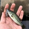 Thumbnail of related posts 016