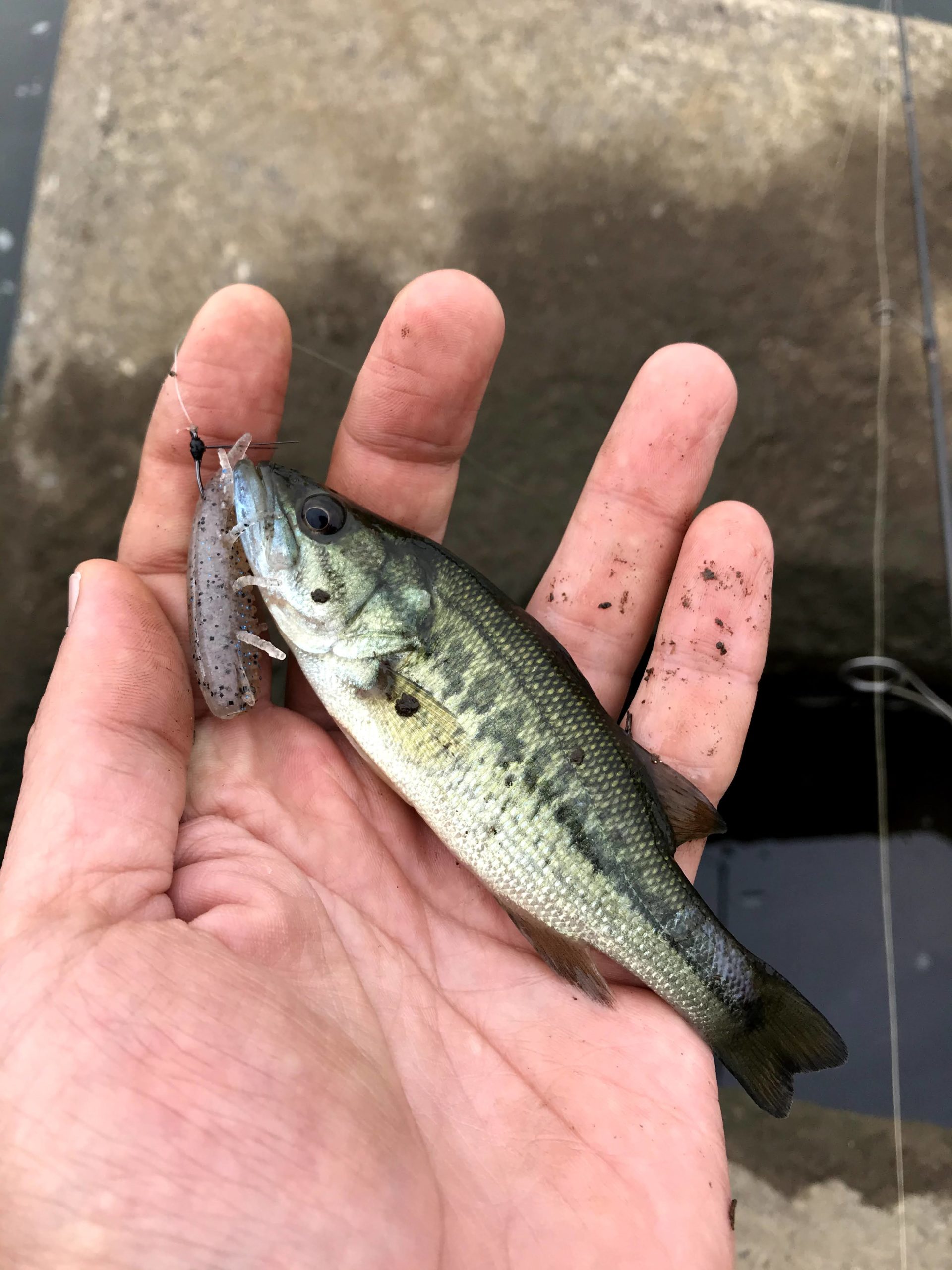 年9月27日 釣り ブラックバス 小貝川 もっきん遊々記 年9月27日 釣り ブラックバス 小貝川 もっきん遊々記